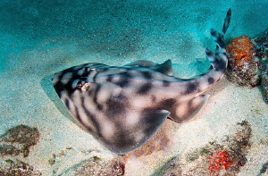 Guitarfish/Photographed with a Tokina 10-17 mm fisheye le... by Laurie Slawson 